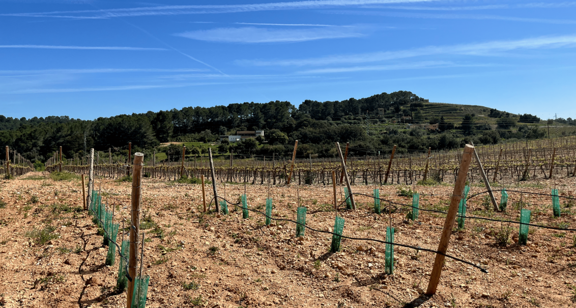 Weinreeben
