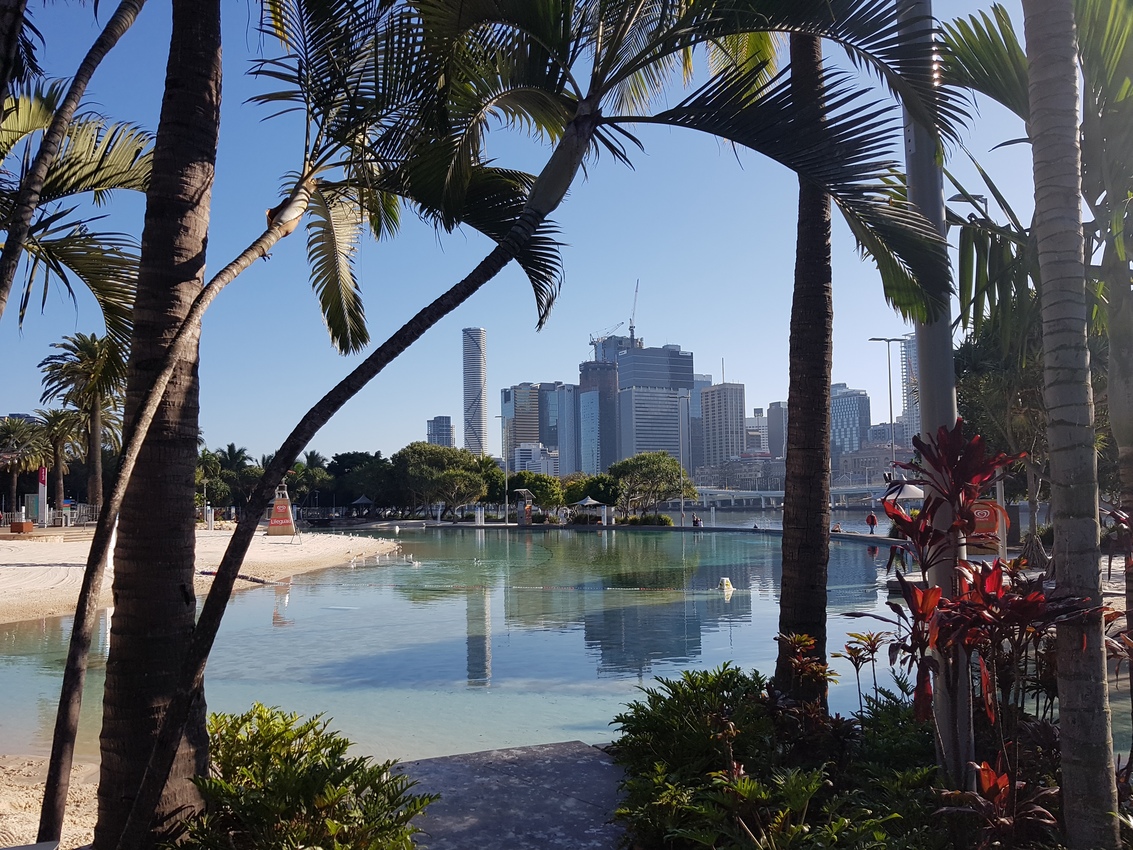 Blick zwischen Palmen auf Brisbane