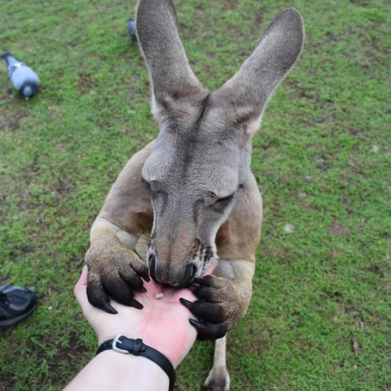 Känguru frisst aus einer Hand